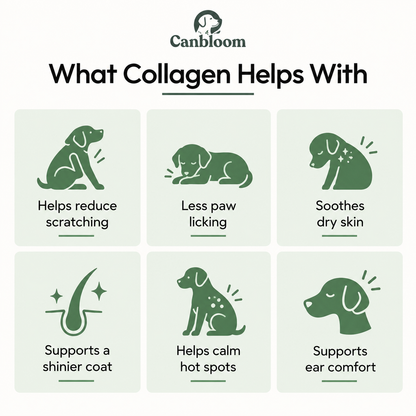 Canbloom Premium Liquid Collagen